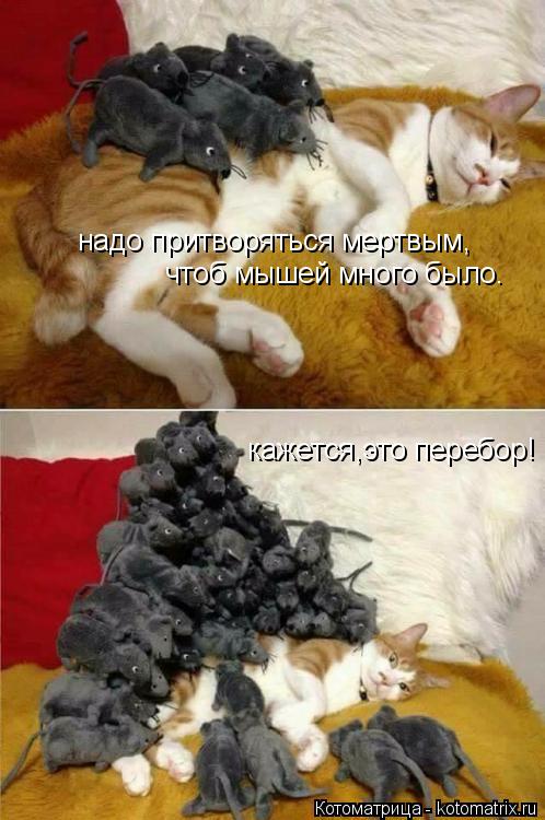 надо притворяться мертвым, чтоб мышей много было. кажется,это перебор!... Котоматрица: надо притворяться мертвым, чтоб мышей много было. кажется,это перебор!