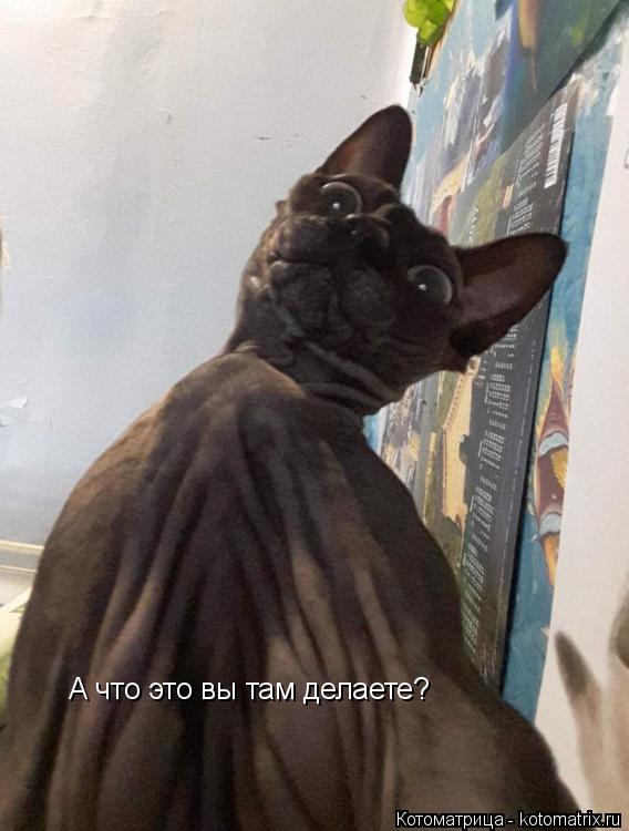 А что это вы там делаете?... Котоматрица: А что это вы там делаете?