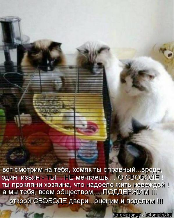 вот смотрим на тебя, хомяк ты справный...вроде, ты прокляни хозяина, что надоело жить невеждой ! а мы... Котоматрица: вот смотрим на тебя, хомяк ты справный...вроде, ты прокляни хозяина, что надоело жить невеждой ! а мы тебя, всем обществом,... ПОДДЕРЖИМ !!! один