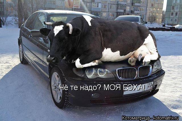 Чё те надо? МОЯ БЭХА!... Котоматрица: Чё те надо? МОЯ БЭХА!