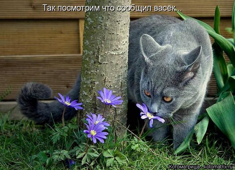 Так посмотрим что сообщил васёк...... Котоматрица: Так посмотрим что сообщил васёк...