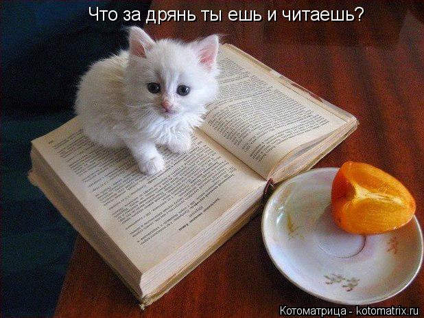 Что за дрянь ты ешь и читаешь?... Котоматрица: Что за дрянь ты ешь и читаешь?