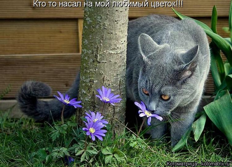 Кто то насал на мой любимый цветок!!!... Котоматрица: Кто то насал на мой любимый цветок!!!