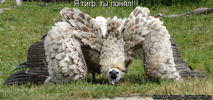 Я тигр, ты понял!!!... Котоматрица: Я тигр, ты понял!!!