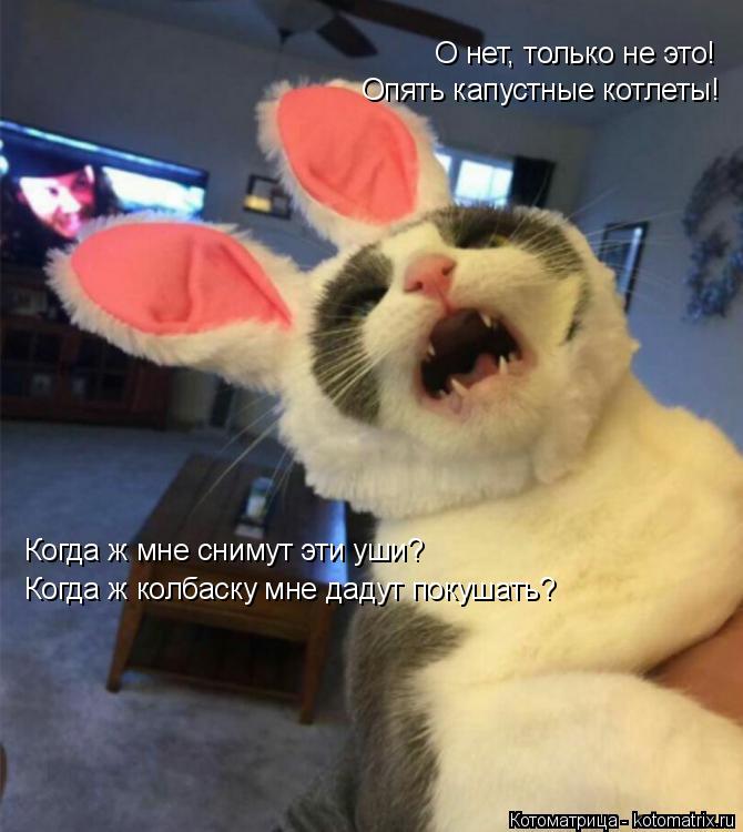 О нет, только не это! Опять капустные котлеты! Когда ж мне снимут эти уши? Когда ж колбаску мне дадут... Котоматрица: О нет, только не это! Опять капустные котлеты! Когда ж мне снимут эти уши? Когда ж колбаску мне дадут покушать?