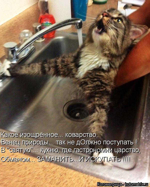 Какое изощрённое... коварство, Венец природы... так не дОлжно поступать ! В "святую"... кухню, где га... Котоматрица: Какое изощрённое... коварство, Венец природы... так не дОлжно поступать ! В "святую"... кухню, где гастрономии царство, Обманом... ЗАМАНИТЬ...И ИСК
