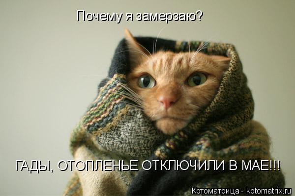 Почему я замерзаю? ГАДЫ, ОТОПЛЕНЬЕ ОТКЛЮЧИЛИ В МАЕ!!!... Котоматрица: Почему я замерзаю? ГАДЫ, ОТОПЛЕНЬЕ ОТКЛЮЧИЛИ В МАЕ!!!