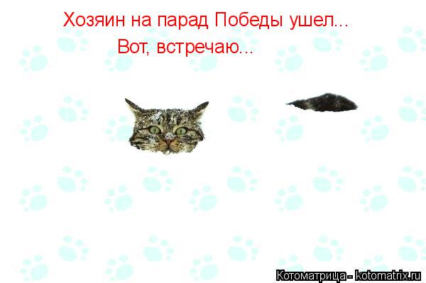 Хозяин на парад Победы ушел... Вот, встречаю...... Котоматрица: Хозяин на парад Победы ушел... Вот, встречаю...