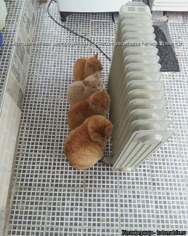 Ах чёртова метель заморозила нас снегом засыпала теперь греемся... Котоматрица: Ах чёртова метель заморозила нас снегом засыпала теперь греемся