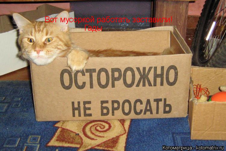 Гады Вот мусоркой работать заставили!... Котоматрица: Гады Вот мусоркой работать заставили!