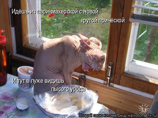 Идёшь из парикмахерской с новой крутой причёской И тут в луже видишь лысого урода... Котоматрица: Идёшь из парикмахерской с новой крутой причёской И тут в луже видишь лысого урода