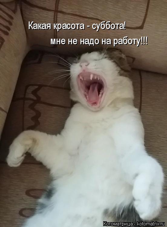 Какая красота - суббота! мне не надо на работу!!!... Котоматрица: Какая красота - суббота! мне не надо на работу!!!