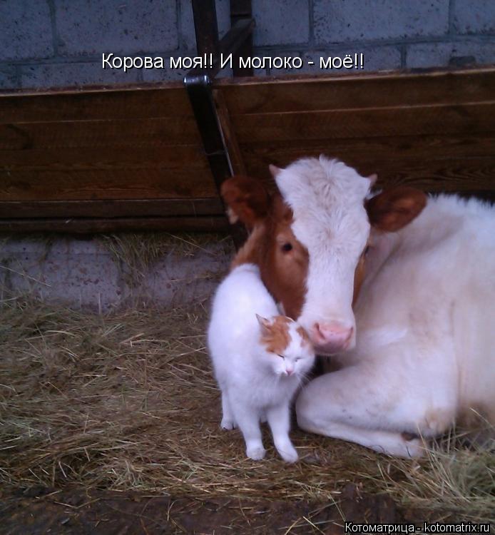 Корова моя!! И молоко - моё!!... Котоматрица: Корова моя!! И молоко - моё!!