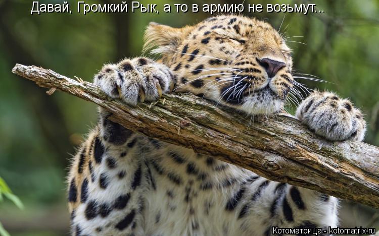 Давай, Громкий Рык, а то в армию не возьмут...... Котоматрица: Давай, Громкий Рык, а то в армию не возьмут...