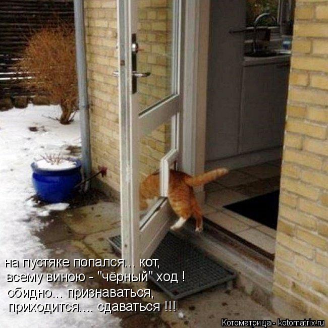 на пустяке попался... кот, всему виною - "чёрный" ход ! обидно... признаваться, приходится.... сдават... Котоматрица: на пустяке попался... кот, всему виною - "чёрный" ход ! обидно... признаваться, приходится.... сдаваться !!!