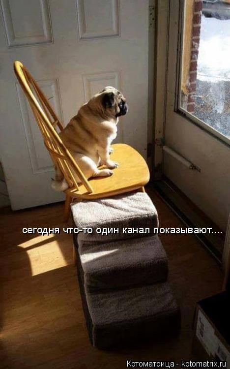 сегодня что-то один канал показывают....... Котоматрица: сегодня что-то один канал показывают....