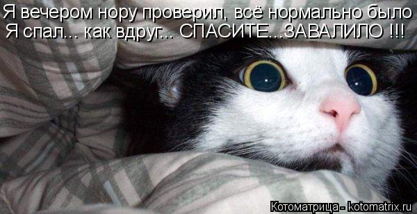 Я спал... как вдруг... СПАСИТЕ...ЗАВАЛИЛО !!! Я вечером нору проверил, всё нормально было... Котоматрица: Я спал... как вдруг... СПАСИТЕ...ЗАВАЛИЛО !!! Я вечером нору проверил, всё нормально было