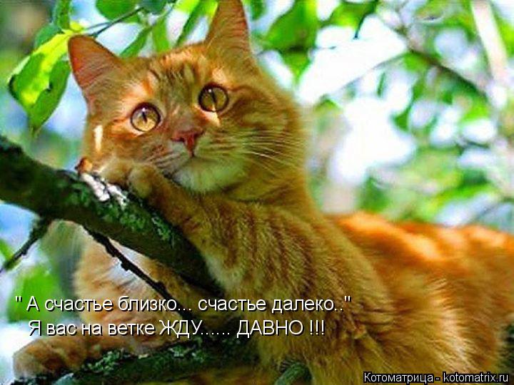 " А счастье близко... счастье далеко.." Я вас на ветке ЖДУ...... ДАВНО !!!... Котоматрица: " А счастье близко... счастье далеко.." Я вас на ветке ЖДУ...... ДАВНО !!!