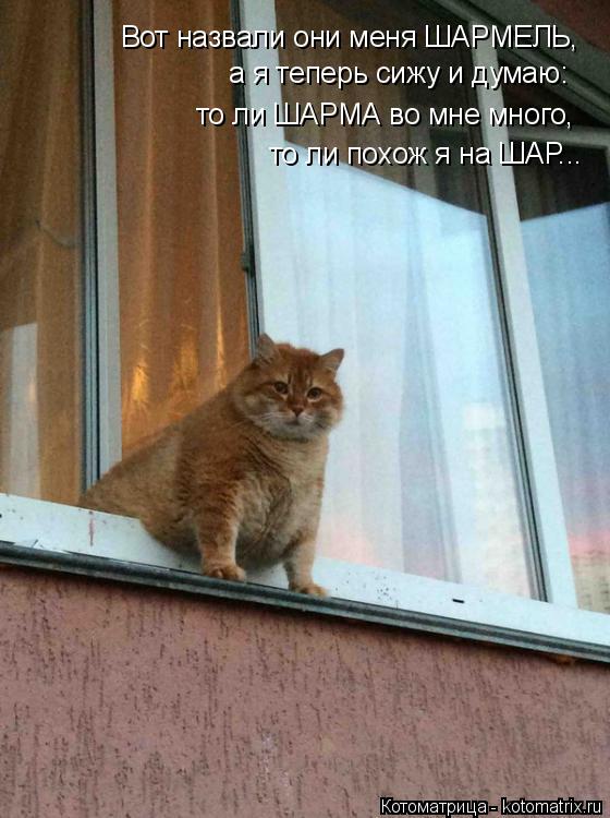 Вот назвали они меня ШАРМЕЛЬ, а я теперь сижу и думаю: то ли ШАРМА во мне много, то ли похож я на Ш... Котоматрица: Вот назвали они меня ШАРМЕЛЬ, а я теперь сижу и думаю: то ли ШАРМА во мне много, то ли похож я на ШАР...