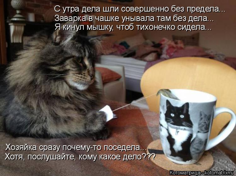 С утра дела шли совершенно без предела... Заварка в чашке унывала там без дела... Я кинул мышку, чтоб... Котоматрица: С утра дела шли совершенно без предела... Заварка в чашке унывала там без дела... Я кинул мышку, чтоб тихонечко сидела... Хозяйка сразу почему-т