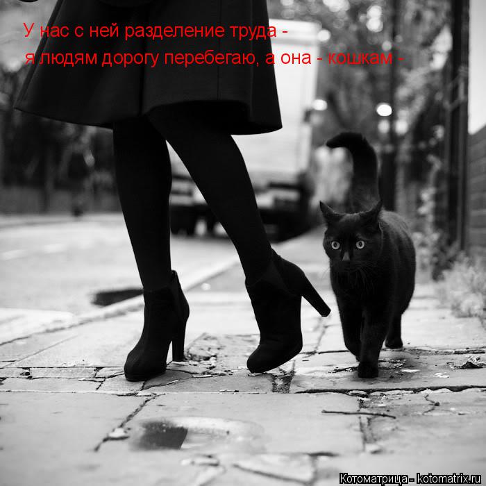 Котоматрица: У нас с ней разделение труда - я людям дорогу перебегаю, а она - кошкам -