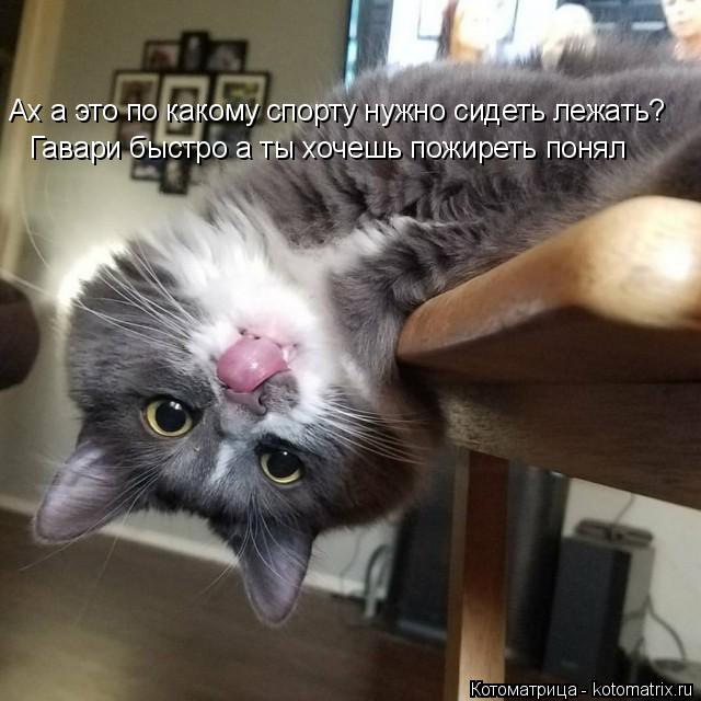 Котоматрица: Ах а это по какому спорту нужно сидеть лежать? Гавари быстро а ты хочешь пожиреть понял