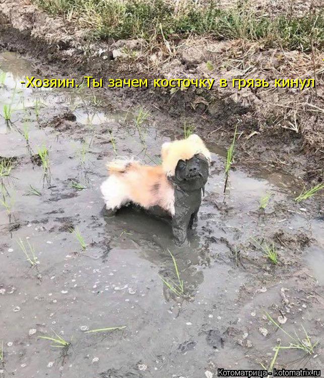 Котоматрица: -Хозяин. Ты зачем косточку в грязь кинул -Хозяин. Ты зачем косточку в грязь кинул?