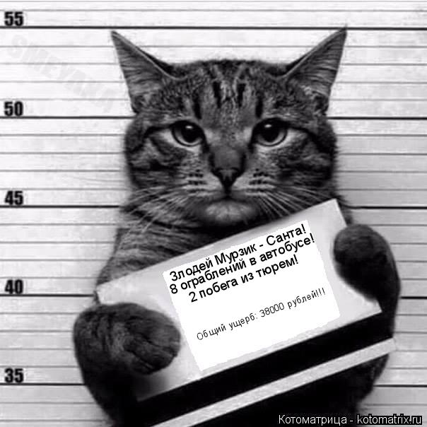 Котоматрица: Злодей Мурзик - Санта! 8 ограблений в автобусе! 2 побега из тюрем! Общий ущерб: 38000 рублей!!!