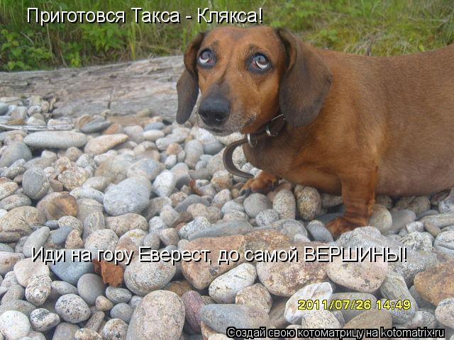 Котоматрица: Приготовся Такса - Клякса! Иди на гору Еверест, до самой ВЕРШИНЫ!