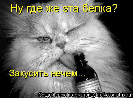 Ну где же эта белка? Закусить нечем...... Котоматрица: Ну где же эта белка? Закусить нечем...