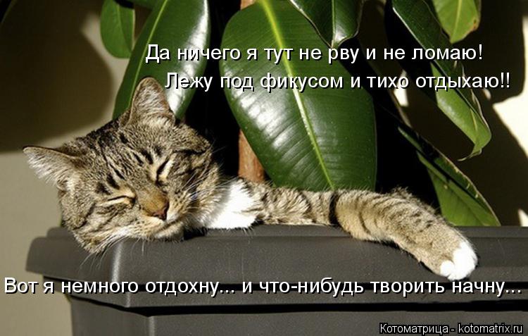 Котоматрица: Да ничего я тут не рву и не ломаю! Лежу под фикусом и тихо отдыхаю!! Вот я немного отдохну... и что-нибудь творить начну...