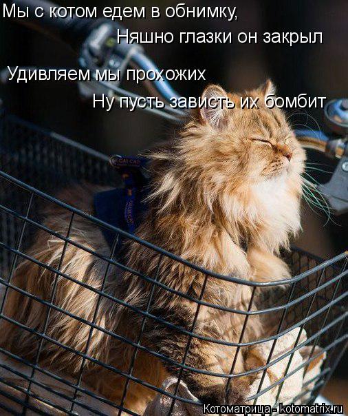Котоматрица: Мы с котом едем в обнимку, Няшно глазки он закрыл Удивляем мы прохожих Ну пусть зависть их бомбит