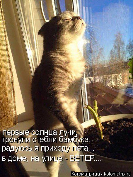 Котоматрица: первые солнца лучи, тронули стебли бамбука, радуюсь я приходу лета... в доме, на улице - ВЕТЕР....
