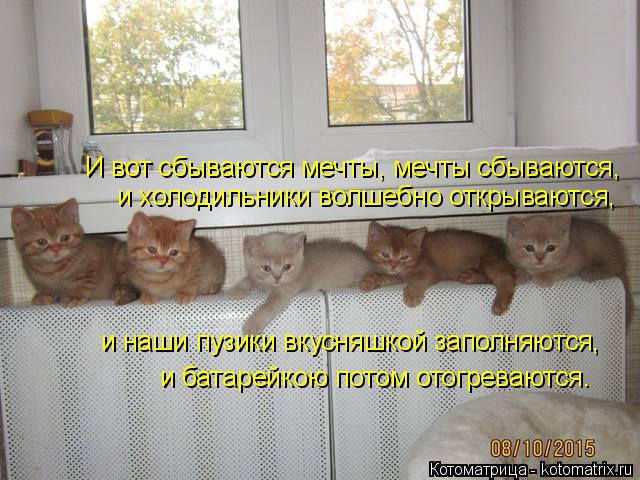 Котоматрица: И вот сбываются мечты, мечты сбываются,  и холодильники волшебно открываются,  и наши пузики вкусняшкой заполняются,  и батарейкою потом ото