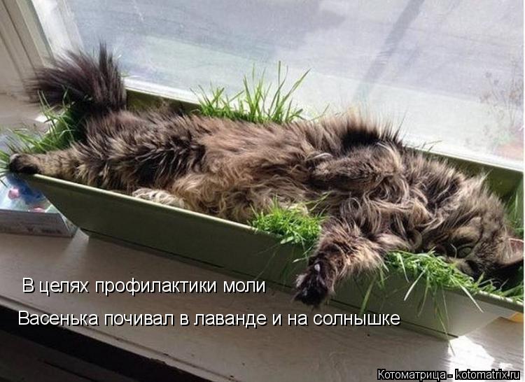 Котоматрица: В целях профилактики моли Васенька почивал в лаванде и на солнышке