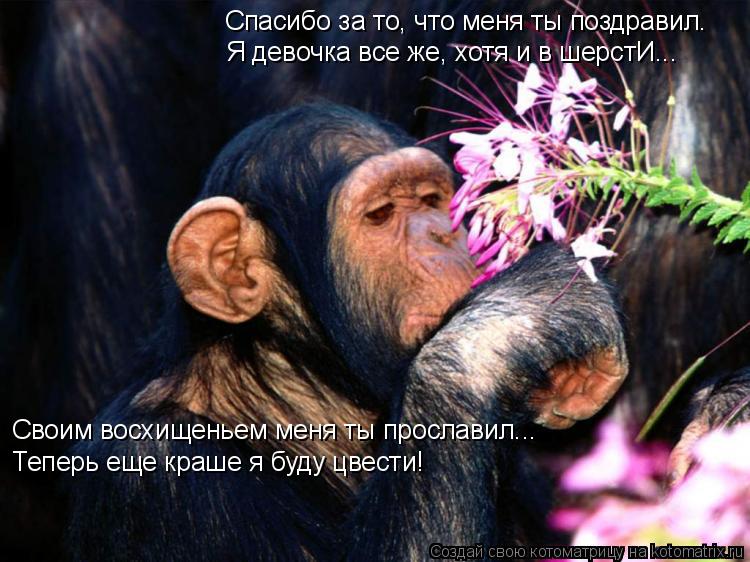 Котоматрица: Спасибо за то, что меня ты поздравил. Я девочка все же, хотя и в шерстИ... Своим восхищеньем меня ты прославил... Теперь еще краше я буду цвести!