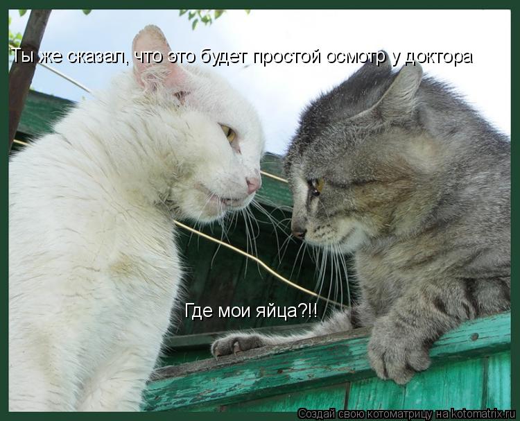Котоматрица: Ты же сказал, что это будет простой осмотр у доктора Где мои яйца?!!