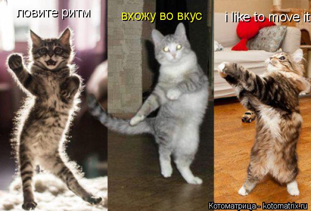 Котоматрица: ловите ритм вхожу во вкус  i like to move it