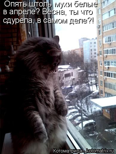 Котоматрица: Опять штоль мухи белые в апреле? Весна, ты что  сдурела, в самом деле?!