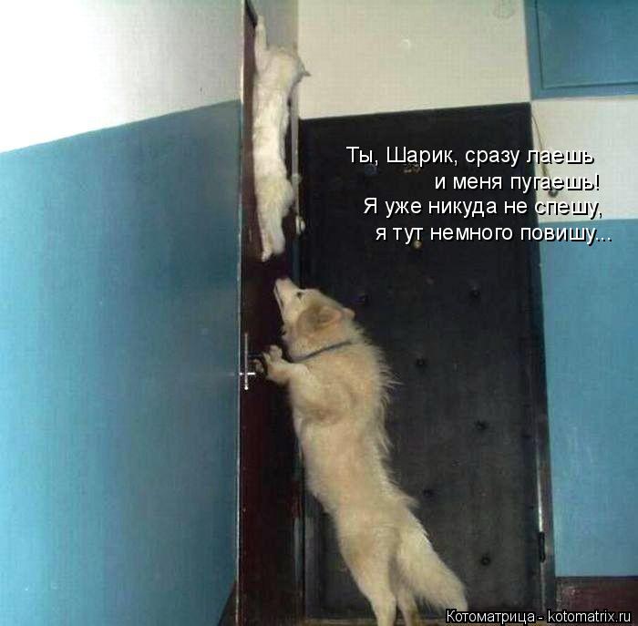 Котоматрица: Ты, Шарик, сразу лаешь и меня пугаешь! Я уже никуда не спешу, я тут немного повишу...
