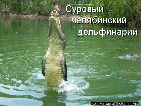Суровый челябинский дельфинарий... Котоматрица: Суровый челябинский дельфинарий
