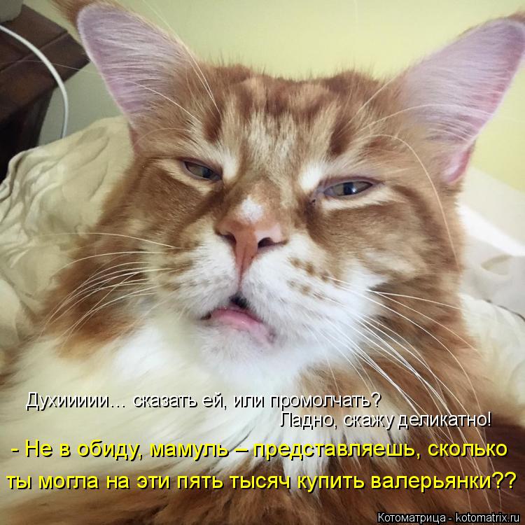 Котоматрица: Духиииии… сказать ей, или промолчать?  Ладно, скажу деликатно! - Не в обиду, мамуль – представляешь, сколько  ты могла на эти пять тысяч купит