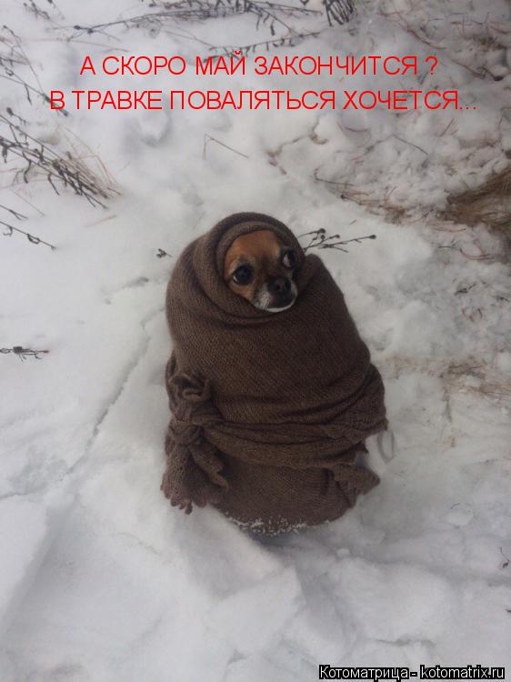 Котоматрица: А СКОРО МАЙ ЗАКОНЧИТСЯ ? В ТРАВКЕ ПОВАЛЯТЬСЯ ХОЧЕТСЯ...