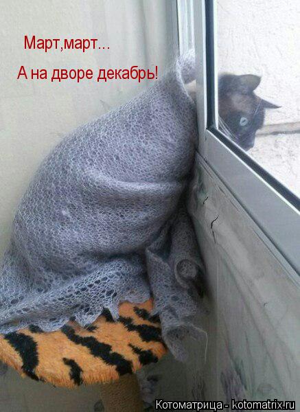 Котоматрица: Март,март... А на дворе декабрь!