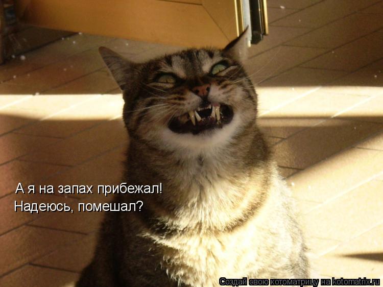 Котоматрица: А я на запах прибежал! Надеюсь, помешал?