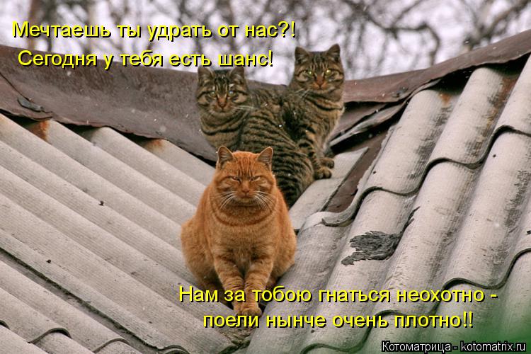 Котоматрица: Мечтаешь ты удрать от нас?! Сегодня у тебя есть шанс! Нам за тобою гнаться неохотно - поели нынче очень плотно!!