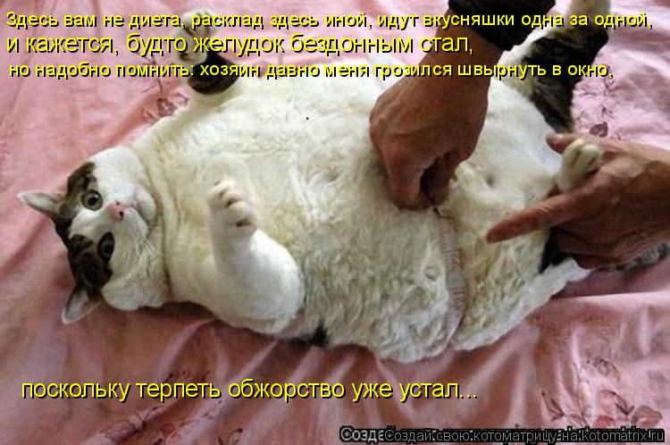 Котоматрица: Здесь вам не диета, расклад здесь иной, идут вкусняшки одна за одной, и кажется, будто желудок бездонным стал,  но надобно помнить: хозяин дав