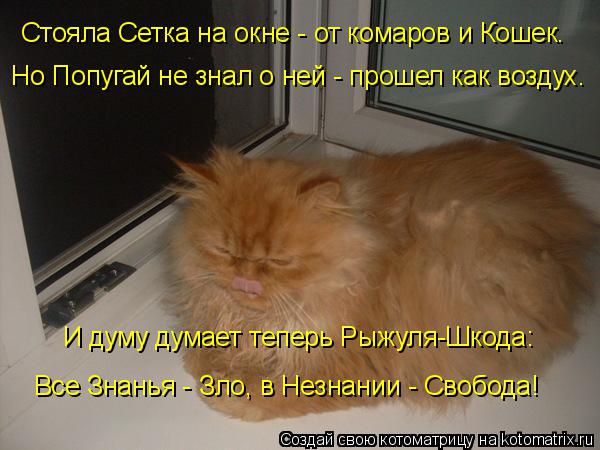 Котоматрица: Стояла Сетка на окне - от комаров и Кошек. Но Попугай не знал о ней - прошел как воздух. И думу думает теперь Рыжуля-Шкода: Все Знанья - Зло, в Не