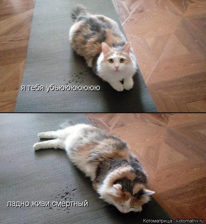 Котоматрица: я тебя убьююююююю ладно живи смертный