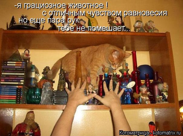 Котоматрица: -я грациозное животное !  с отличным чувством равновесия  но еще пара рук  тебе не помешает...